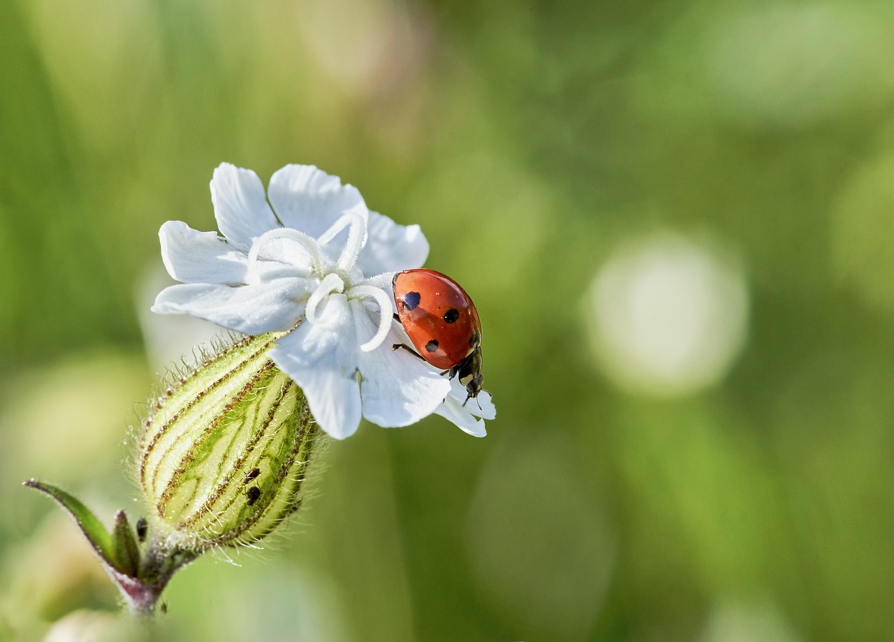 ladybug on white flower